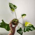 Philodendron Bipinnatifidum Variegated | Rare Split Leaf Advanced Roots