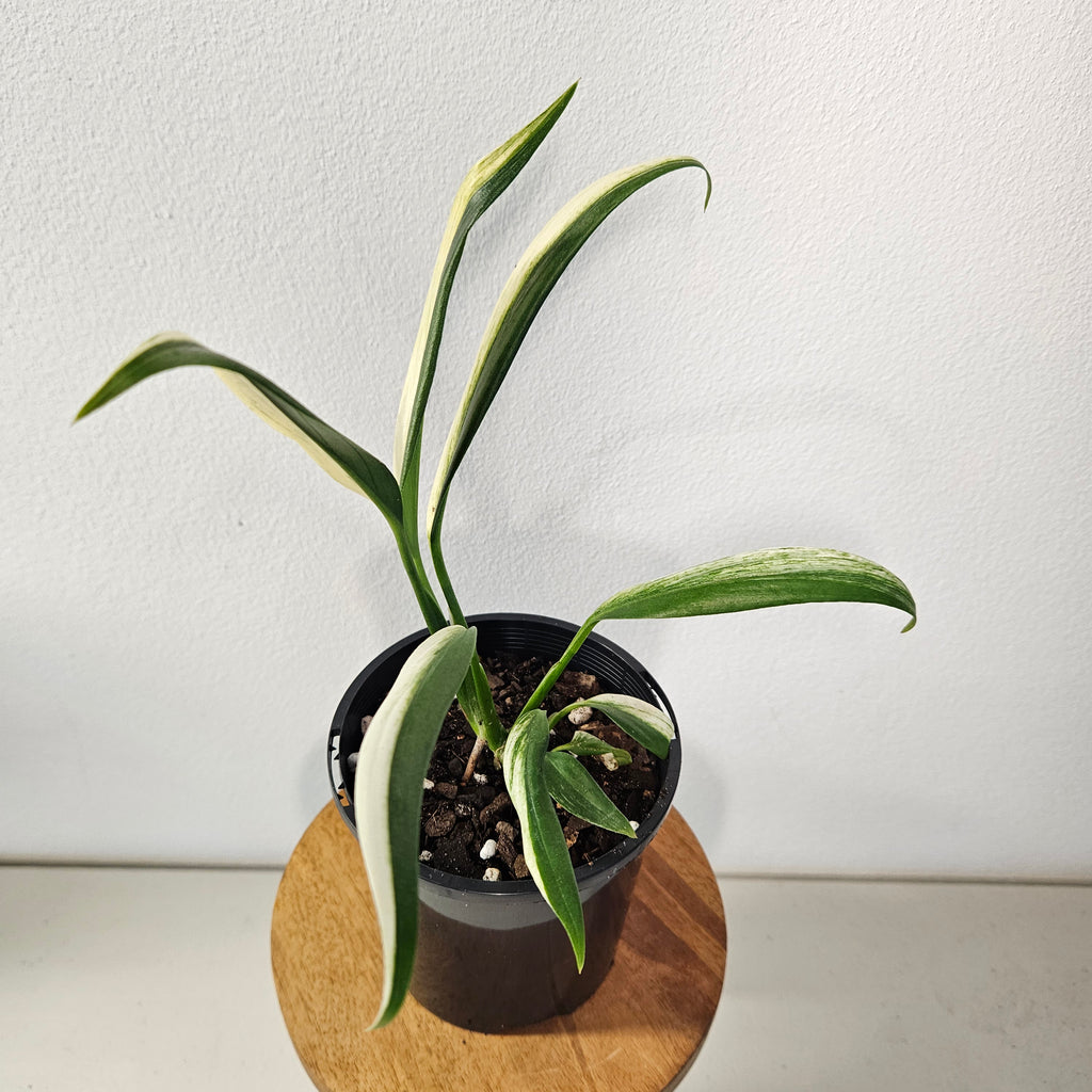 Epipremnum Amplissimum | Variegata Rare Half Moon