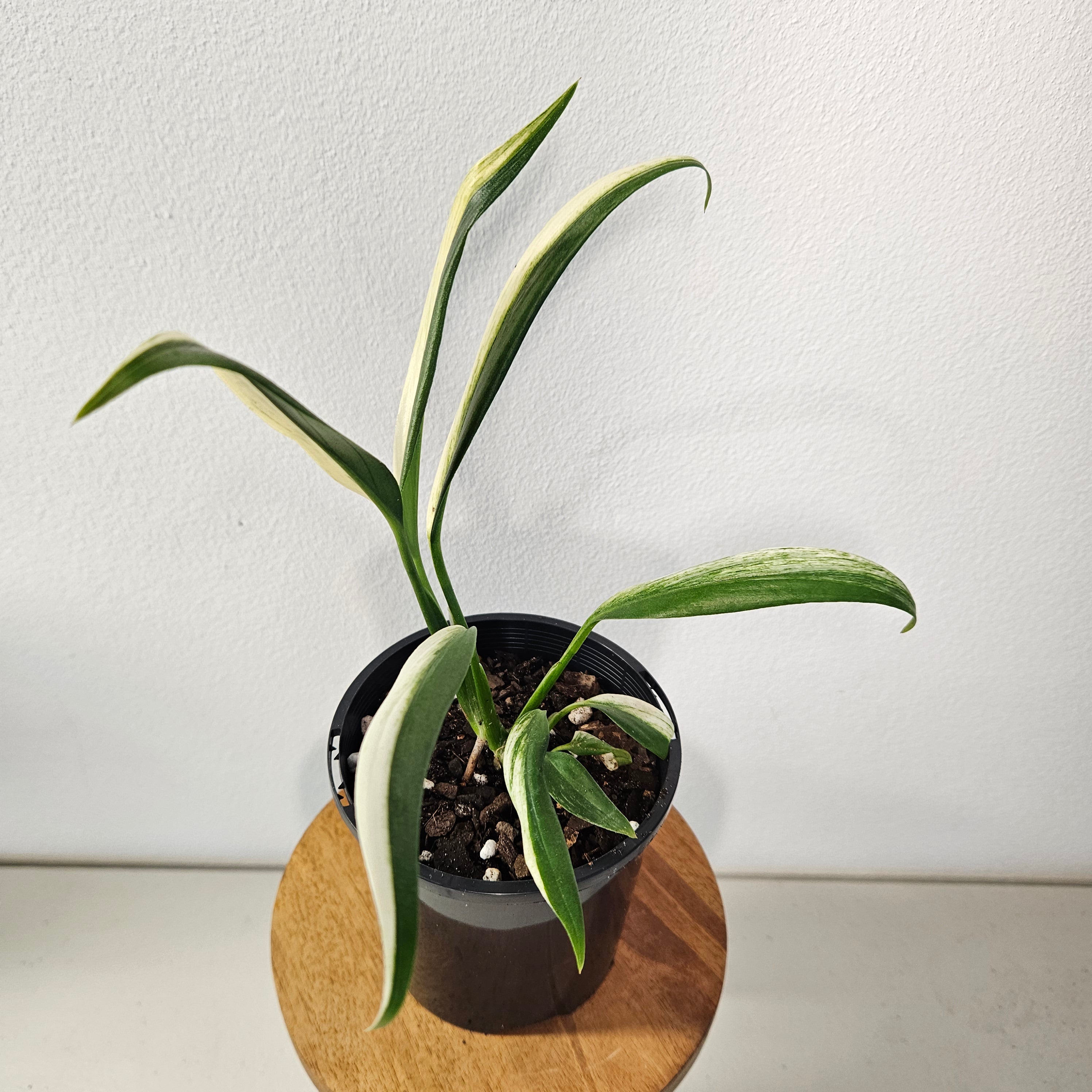 Epipremnum Amplissimum | Variegata Rare Half Moon