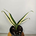 Epipremnum Amplissimum | Variegata Rare Half Moon