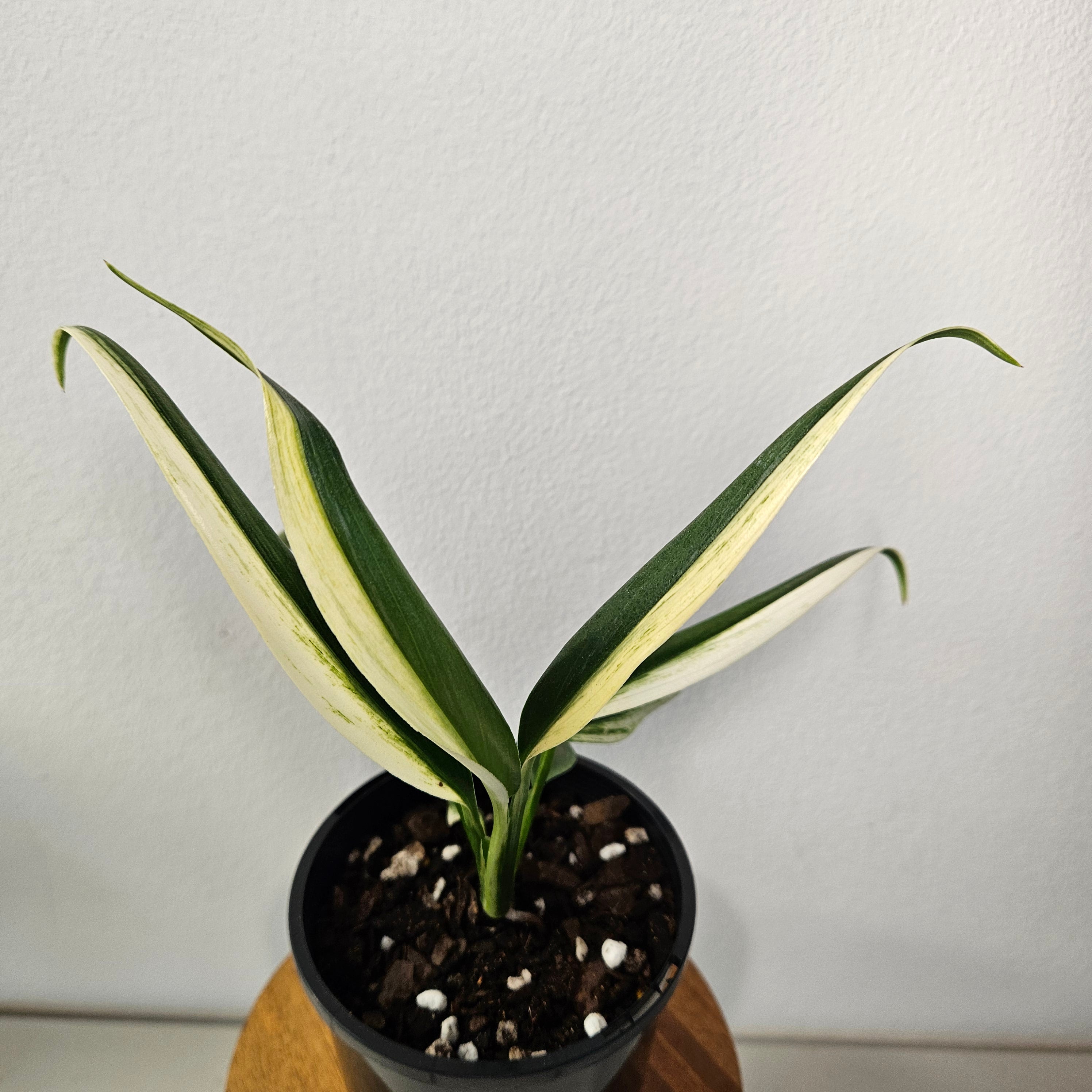 Epipremnum Amplissimum | Variegata Rare Half Moon