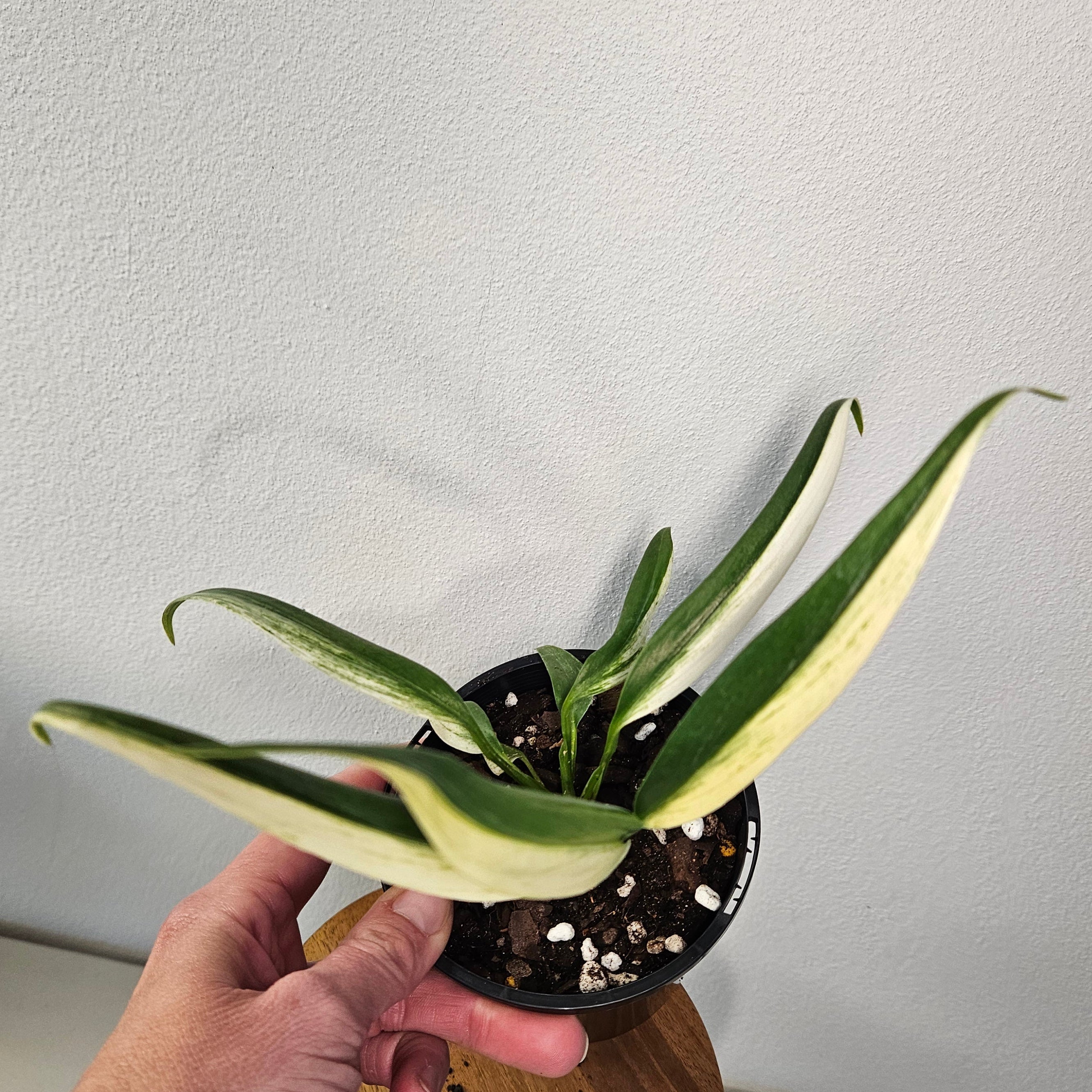 Epipremnum Amplissimum | Variegata Rare Half Moon