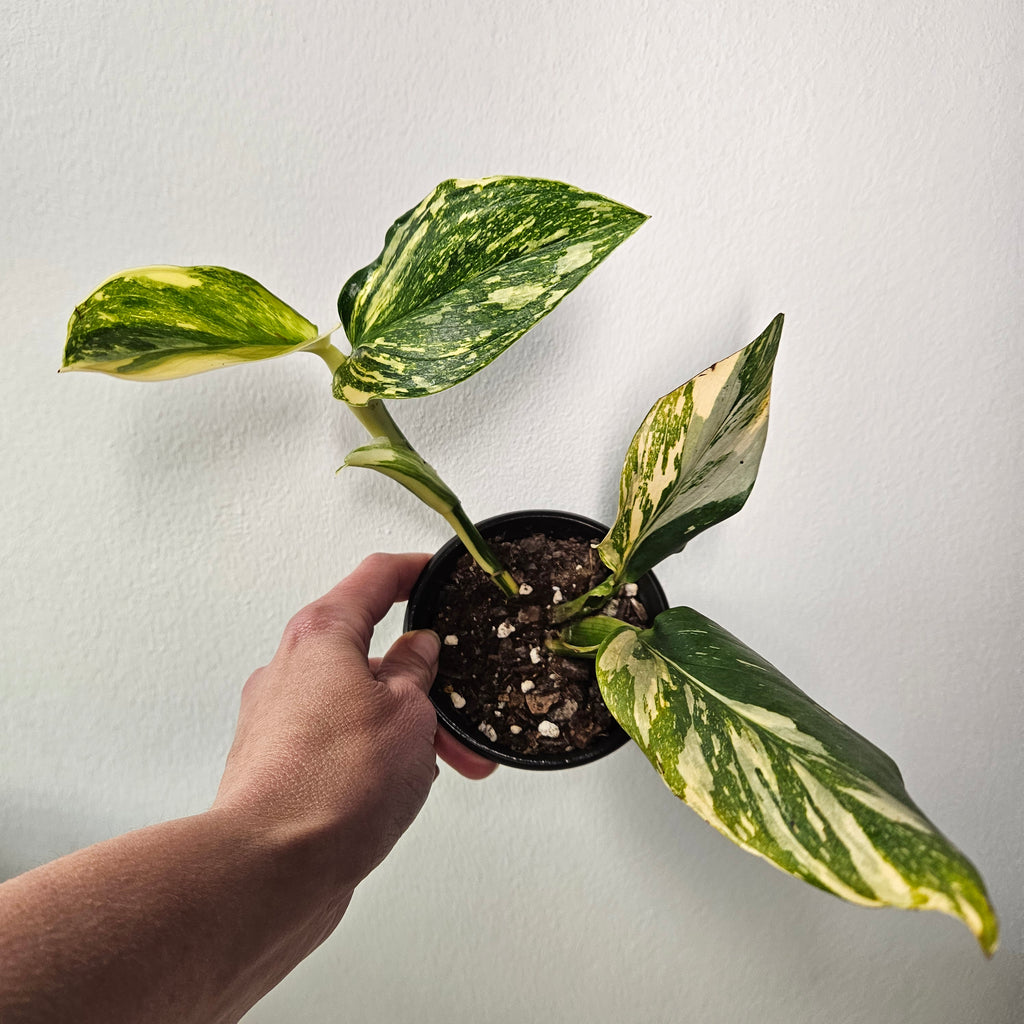 Monstera Standleyana | Aurea Variegated