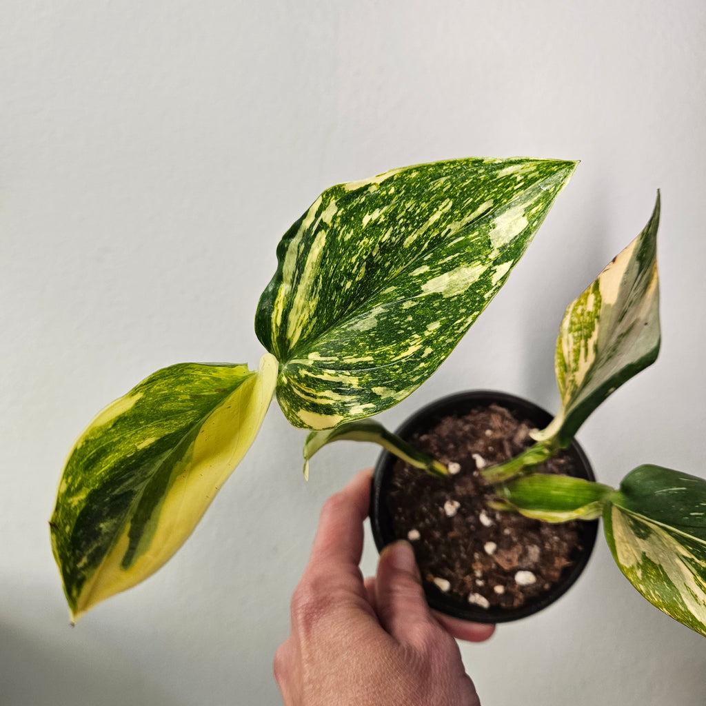 Monstera Standleyana | Aurea Variegated