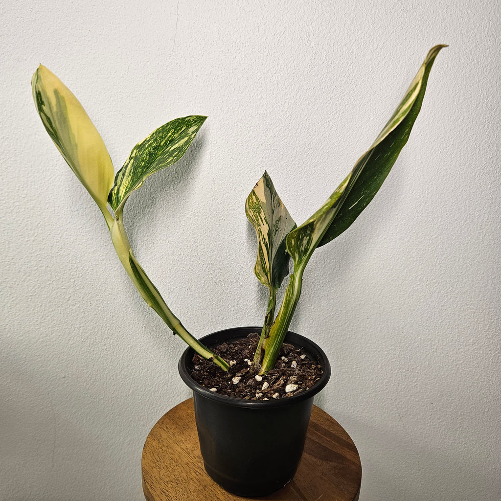 Monstera Standleyana | Aurea Variegated