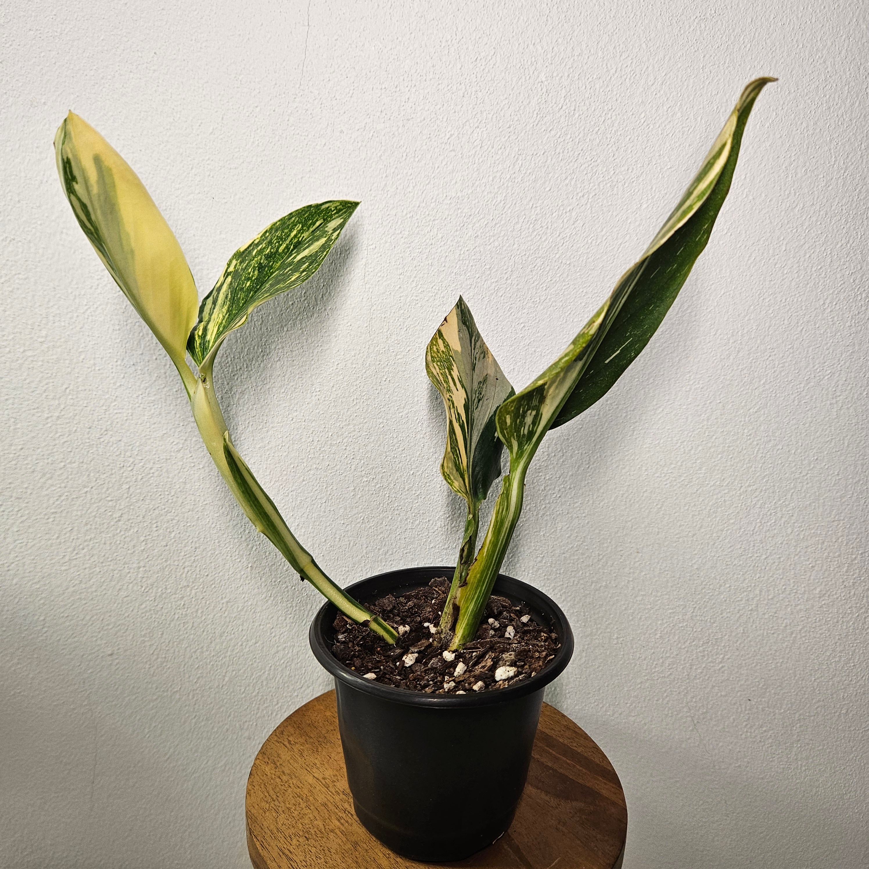 Monstera Standleyana | Aurea Variegated