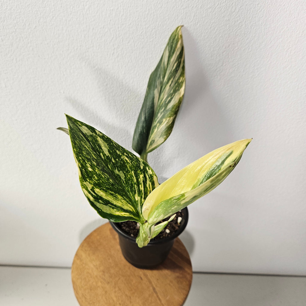 Monstera Standleyana | Aurea Variegated