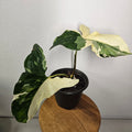 Syngonium Fantasy | Variegated climber