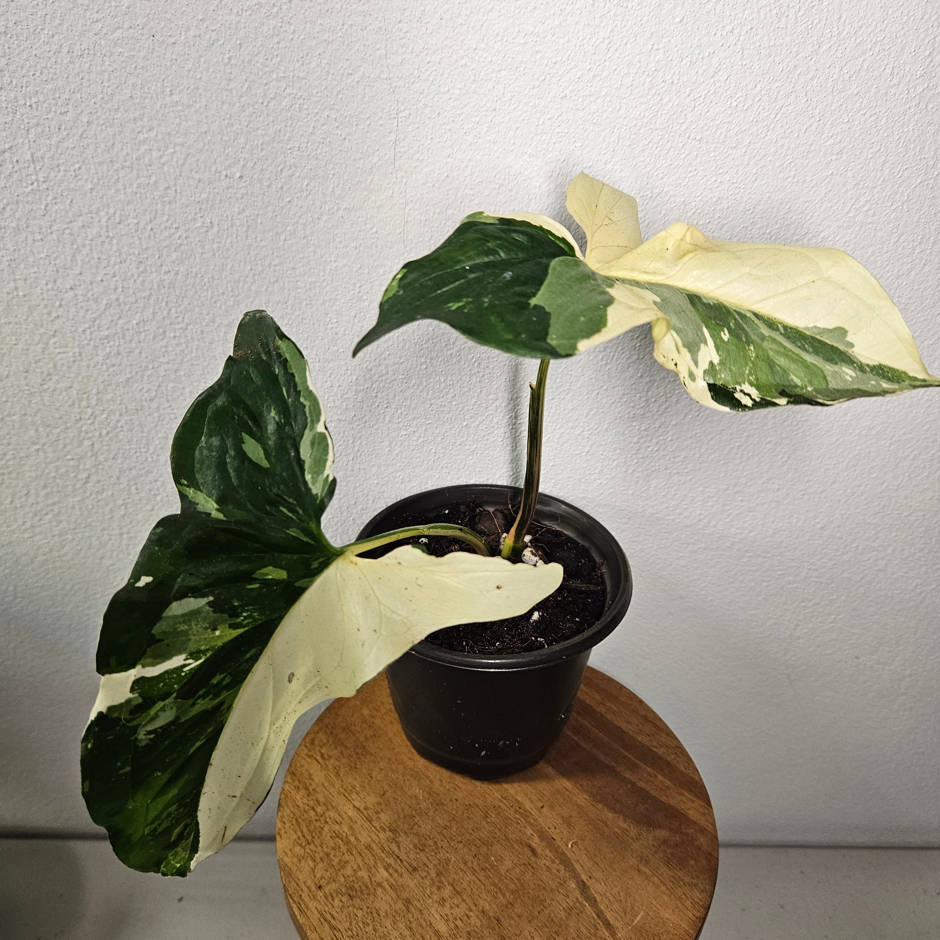 Syngonium Fantasy | Variegated climber