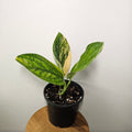 Monstera Peru | Variegated