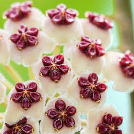 Hoya Kerrii – Heart-Shaped Sweetheart Plant