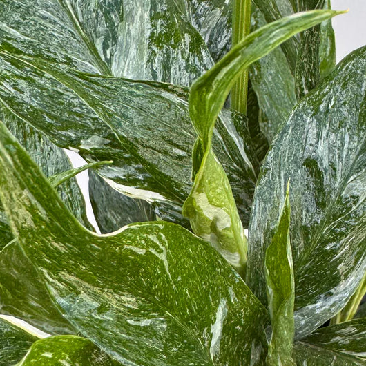 Spathiphyllum Variegated Domino Peace Lily