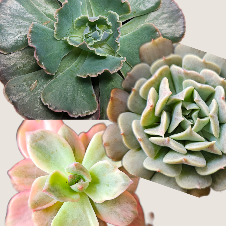 Succulent Nugget Box