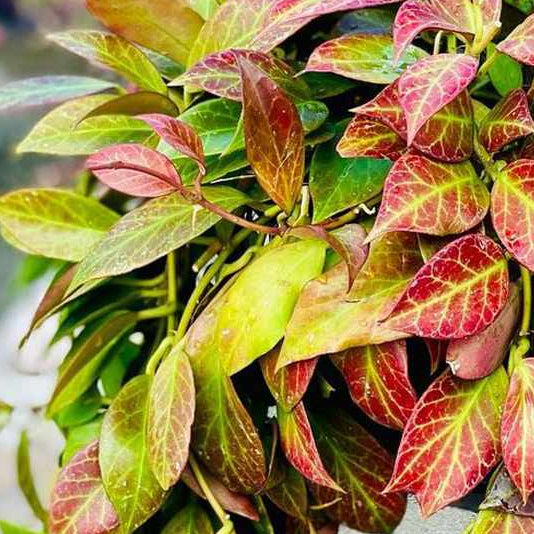 Hoya Sunrise – Colour-Changing Wax Plant