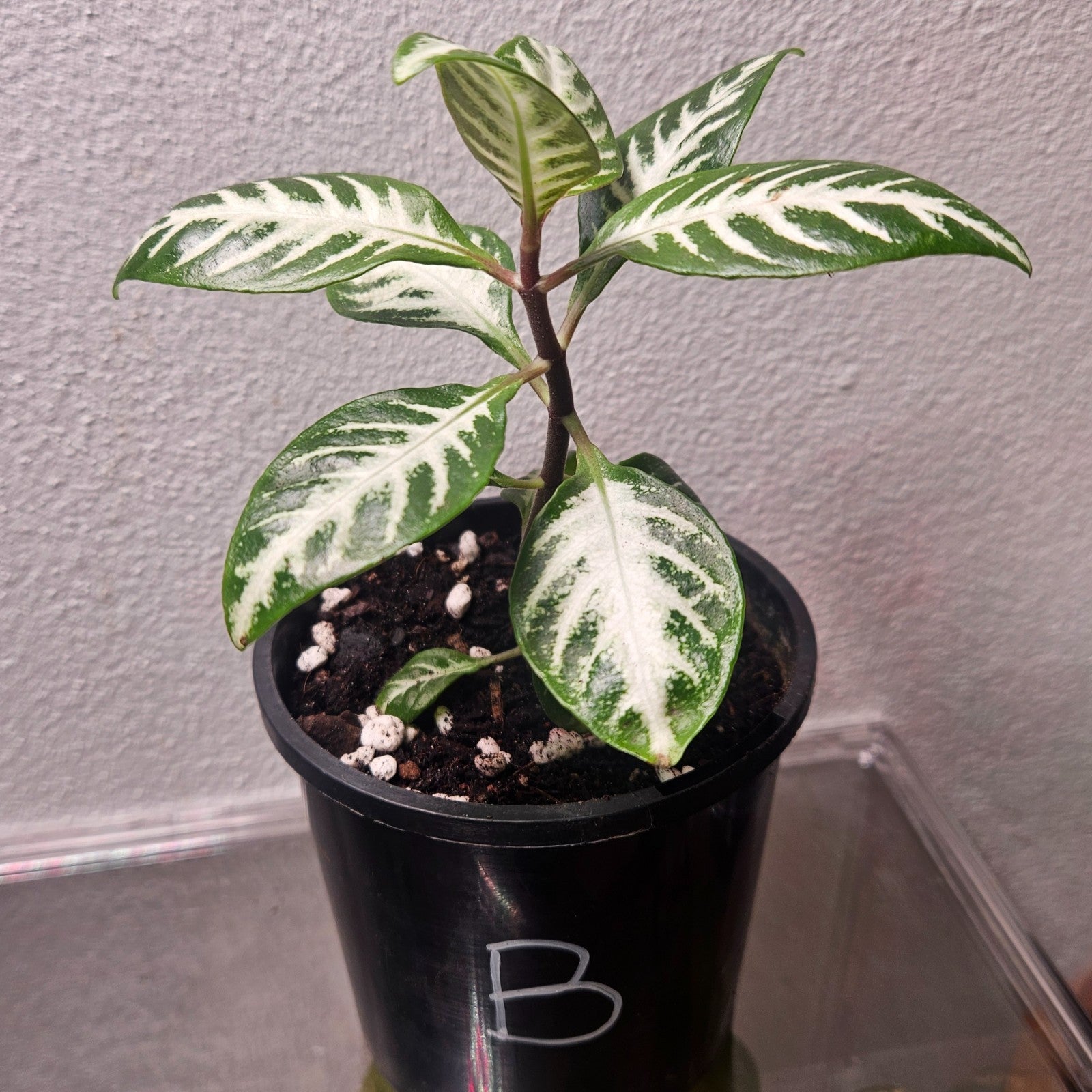 Aphelandra Snow White Zebra Plant