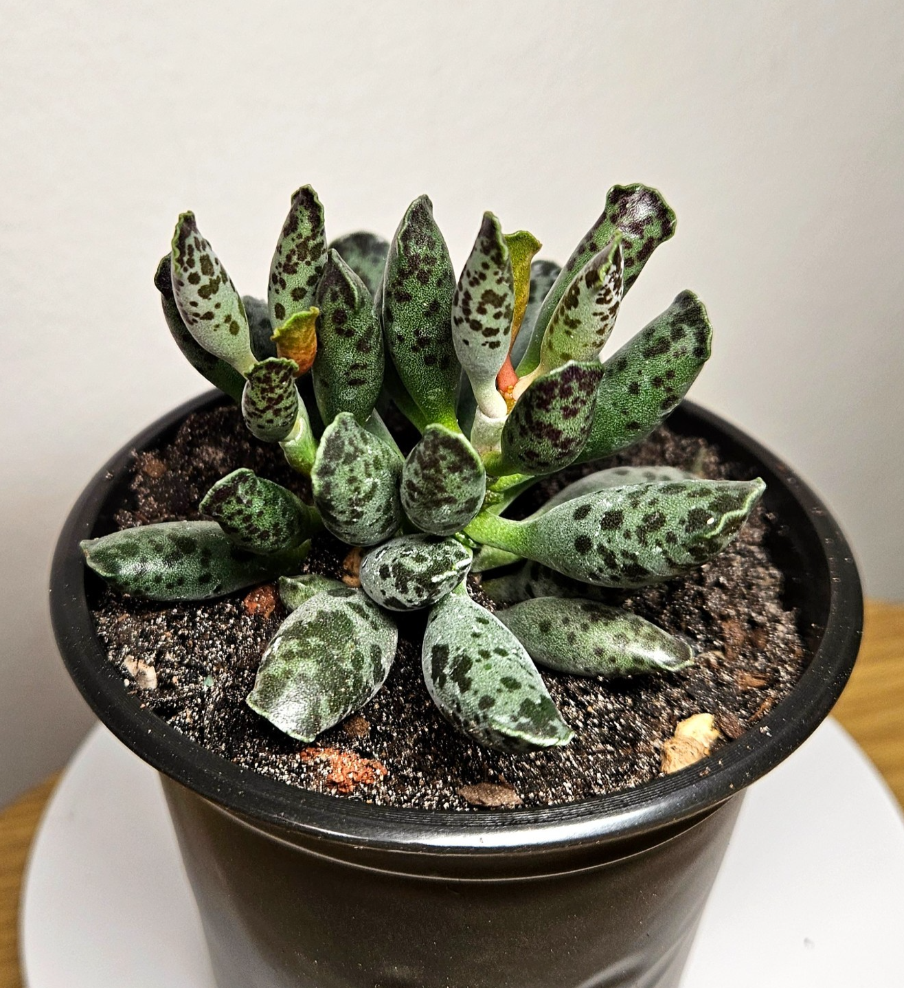 Adromischus cooperi 'festivus' - white seal pup succulent
