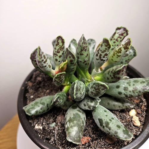 Adromischus cooperi 'festivus' - white seal pup succulent