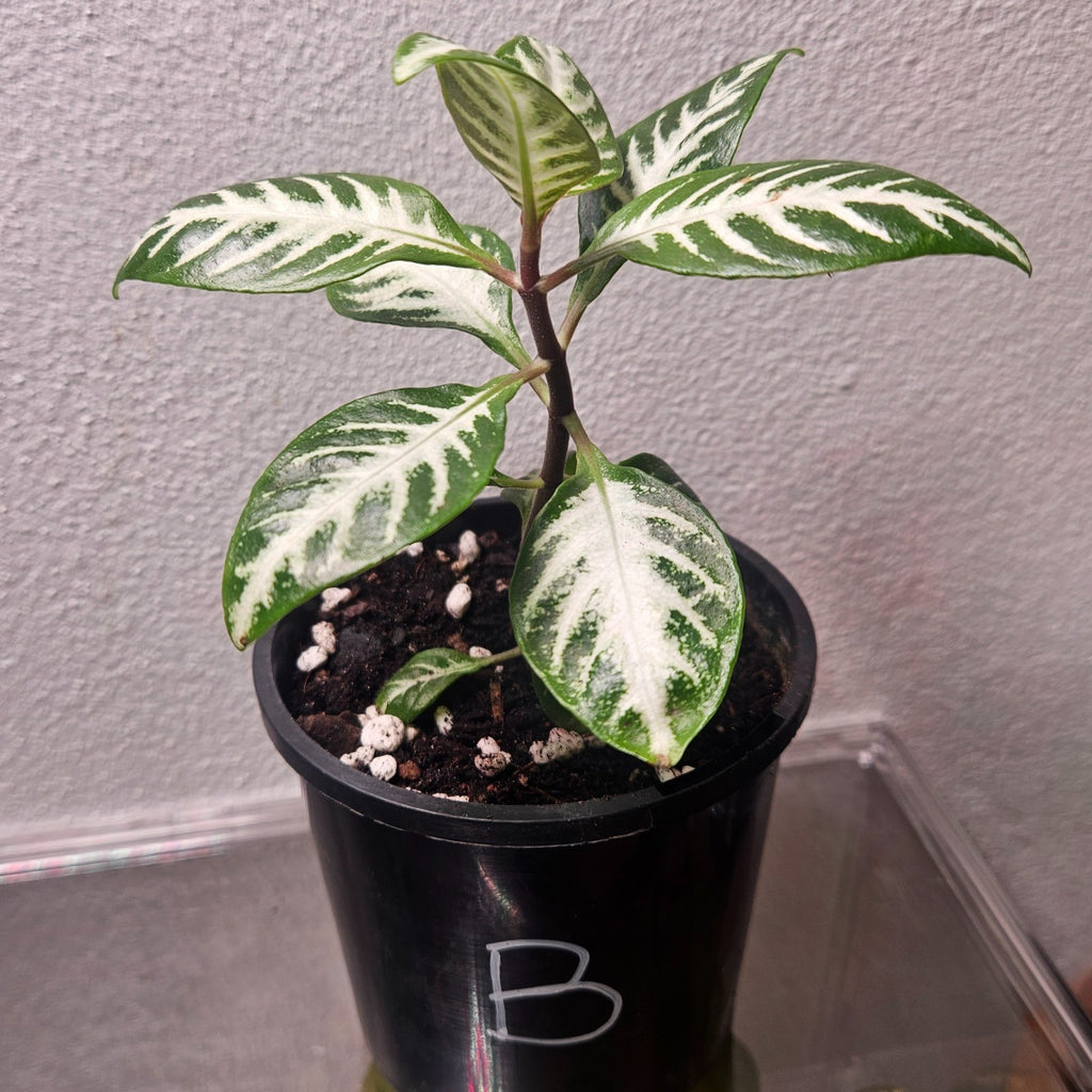 Aphelandra Snow White Zebra Plant