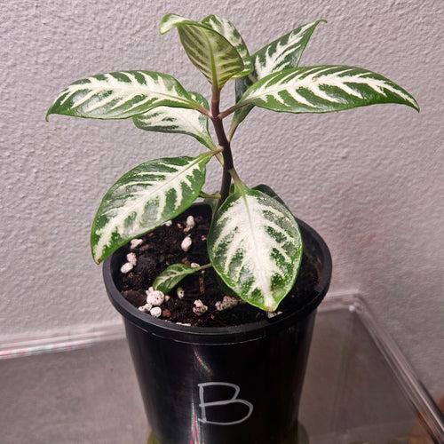 Aphelandra Snow White Zebra Plant