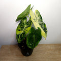Alocasia micholitziana ‘Frydek Variegated’