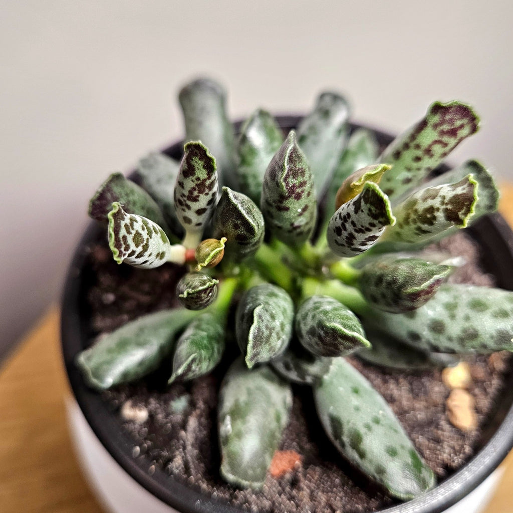 Adromischus cooperi 'festivus' - white seal pup succulent
