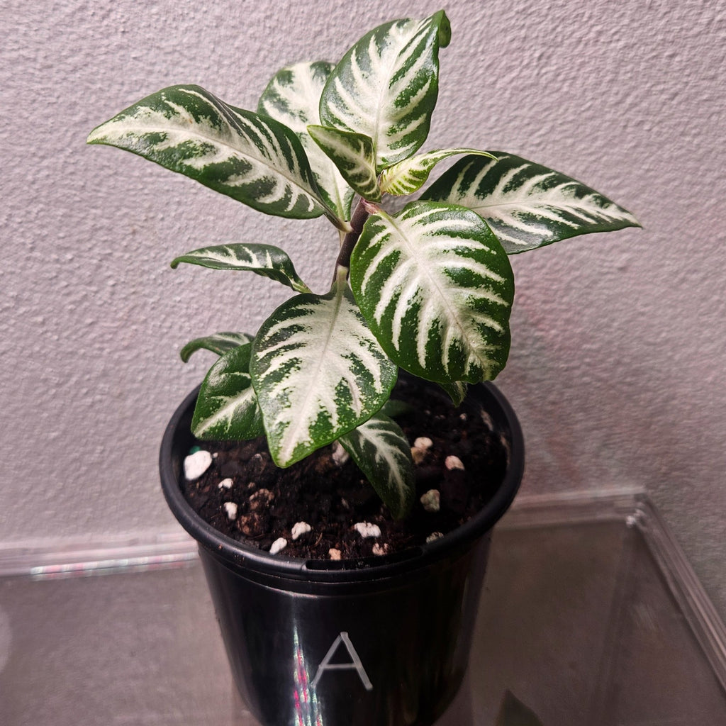 Aphelandra Snow White Zebra Plant