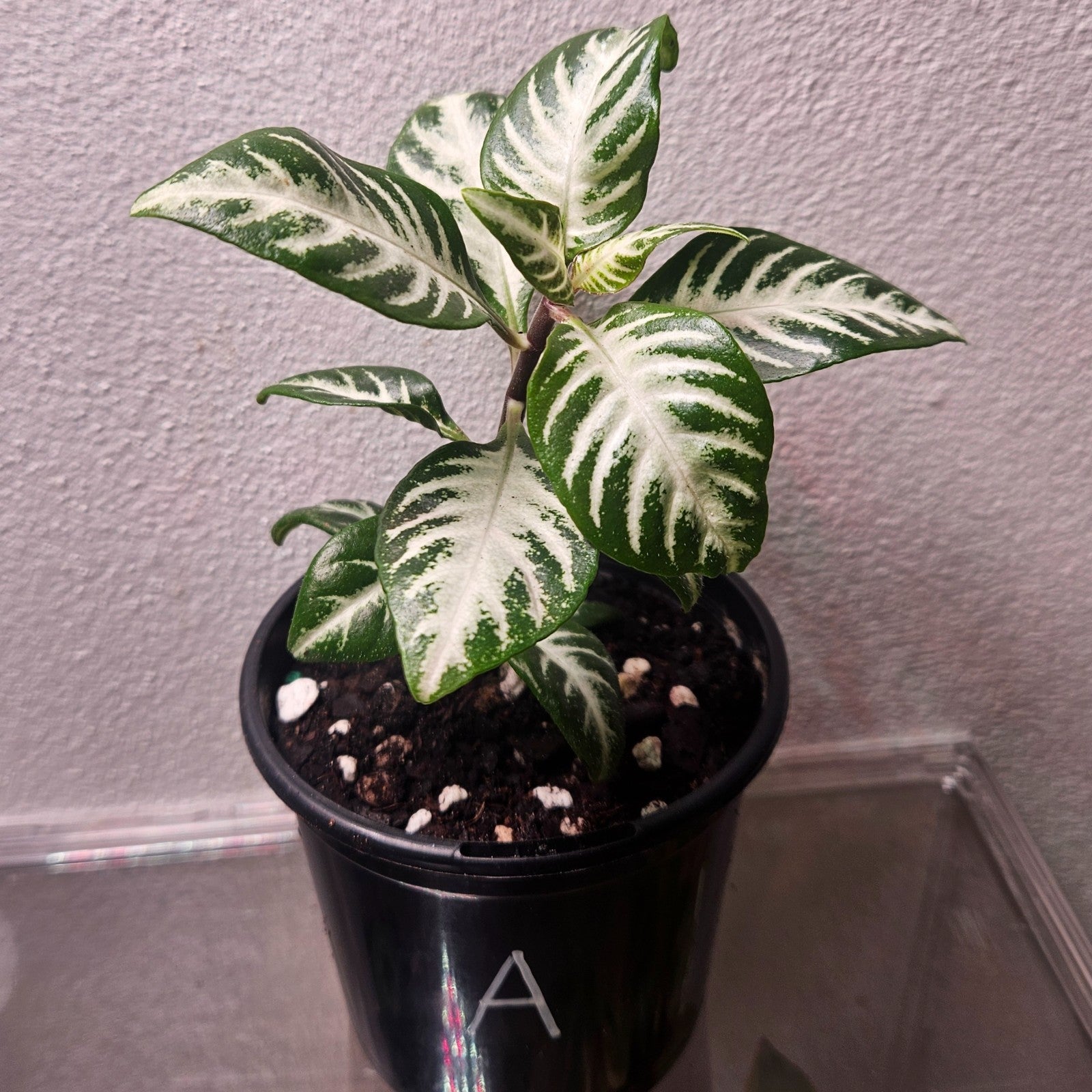 Aphelandra Snow White Zebra Plant