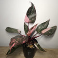 Philodendron Pink Princess Galaxy Marble