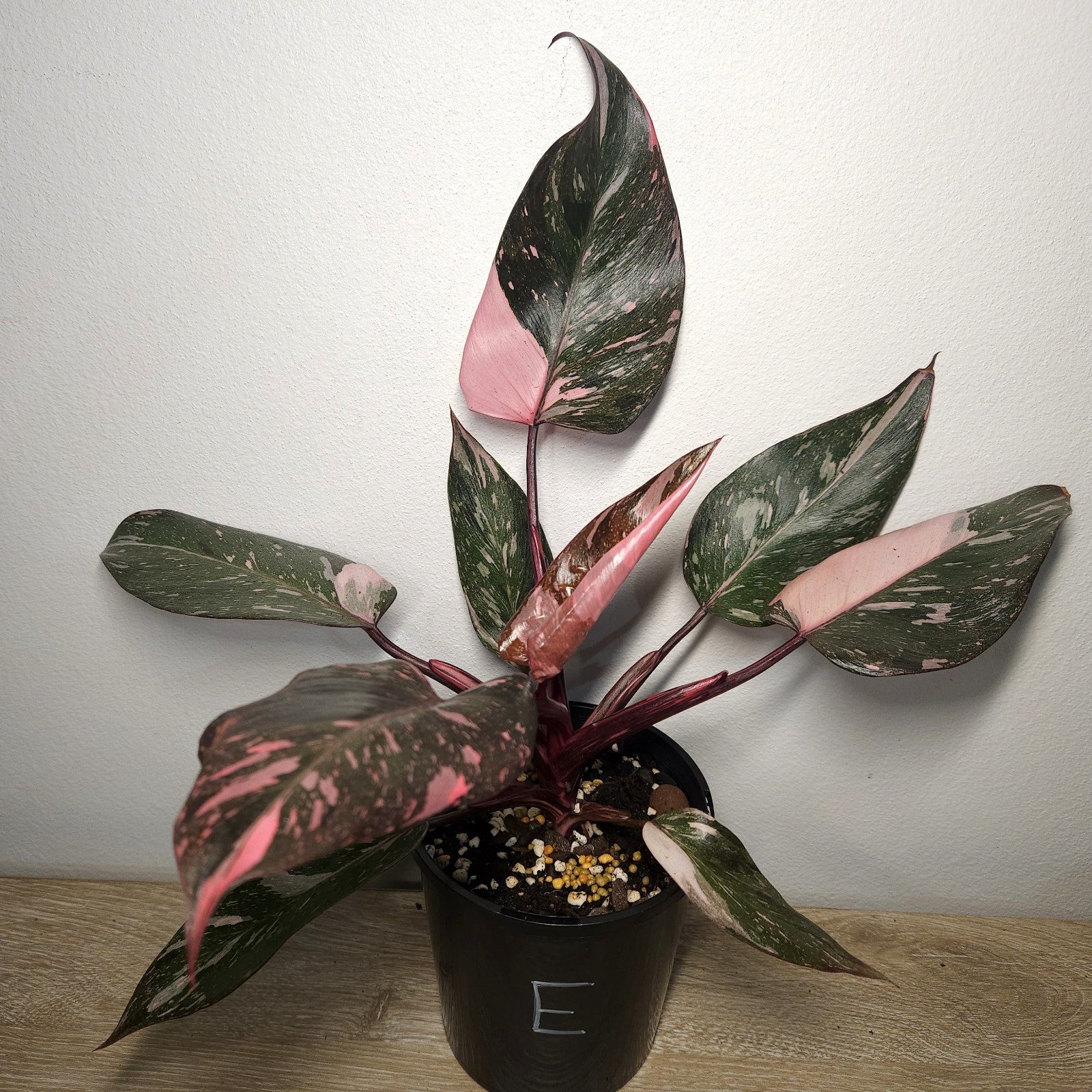 Philodendron Pink Princess Galaxy Marble
