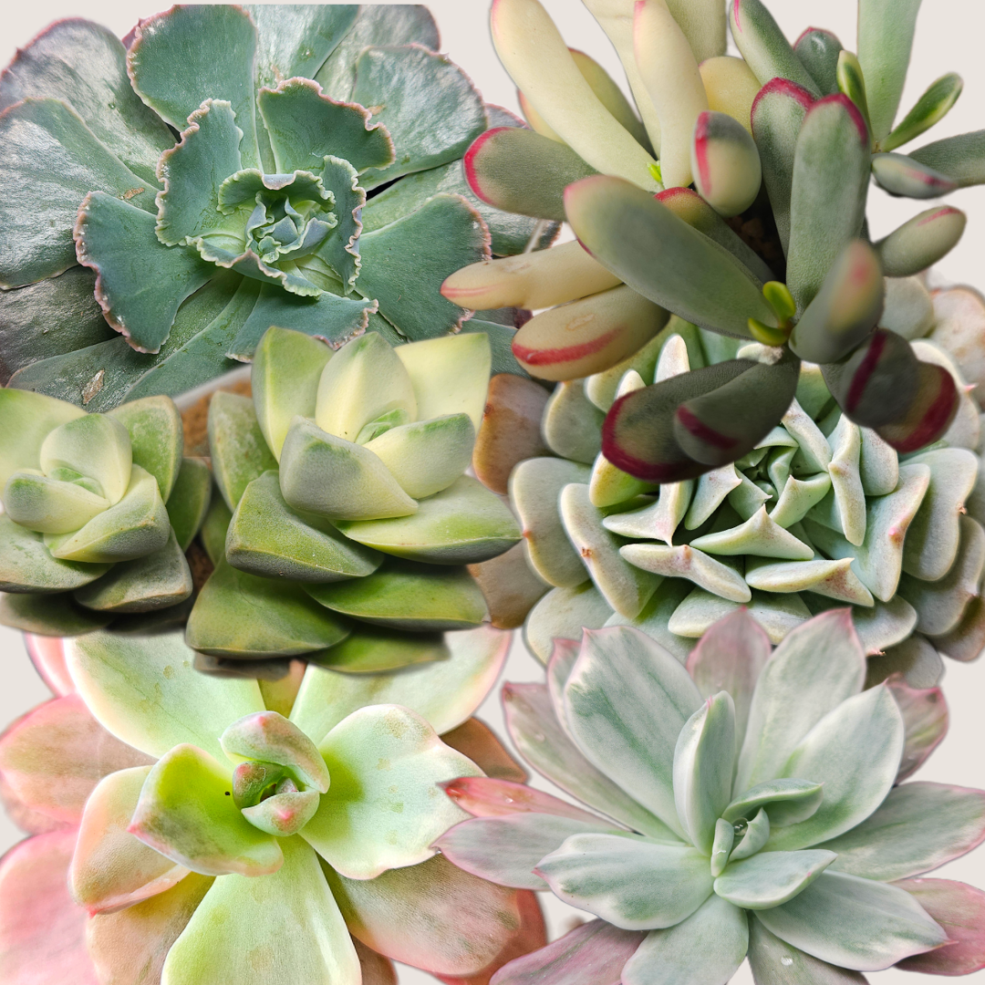 Succulent Nugget Box