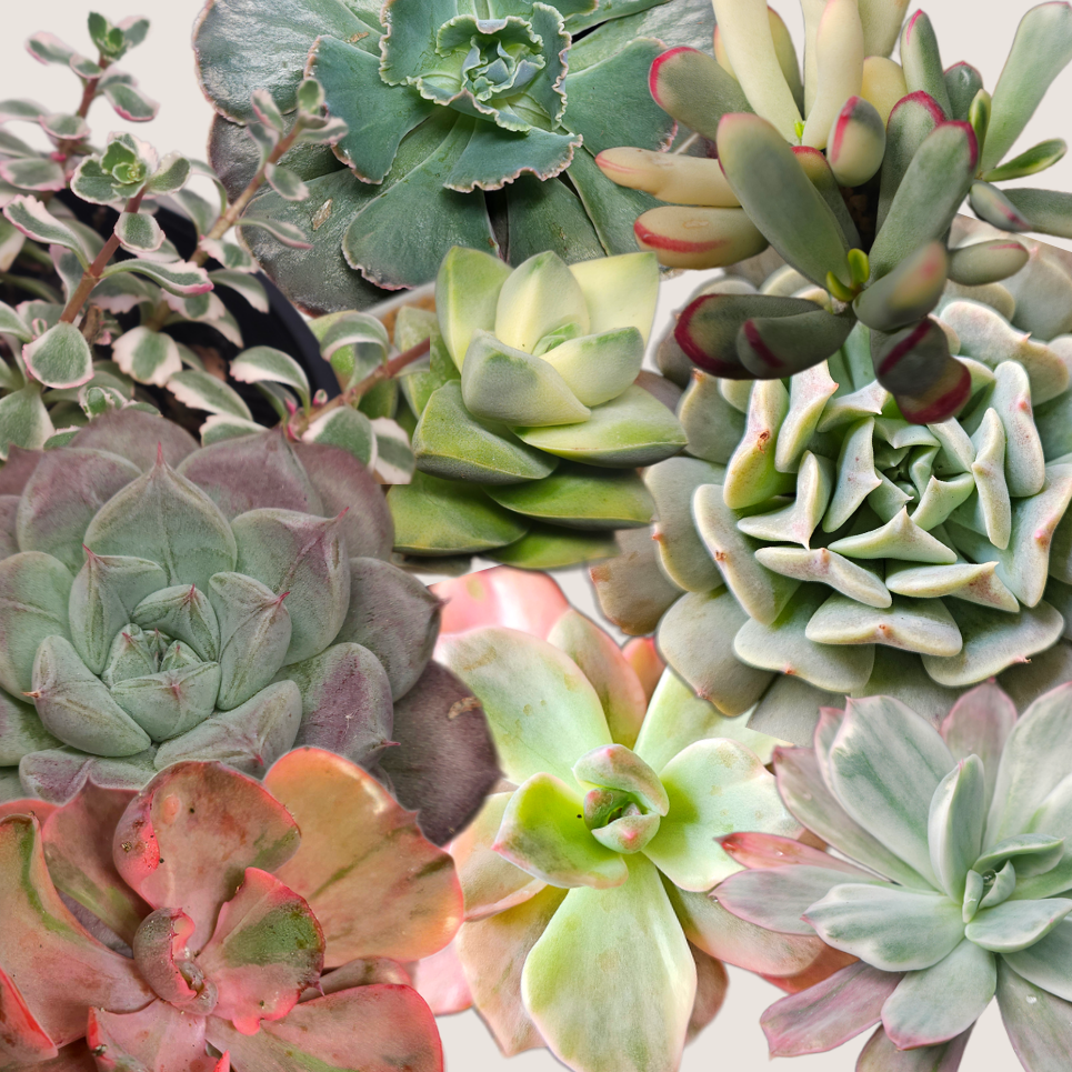 Succulent Nugget Box