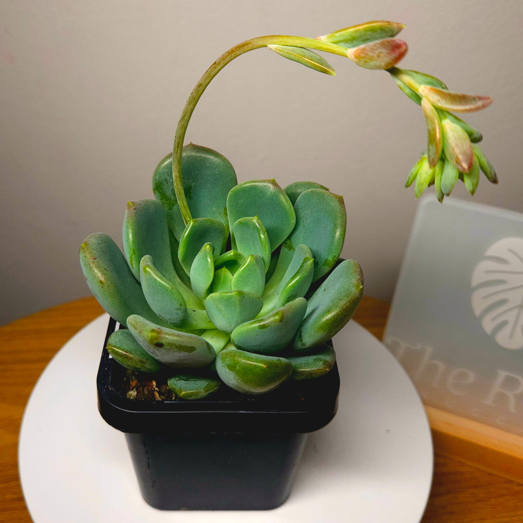 Echeveria Mulan