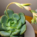 Echeveria Mulan