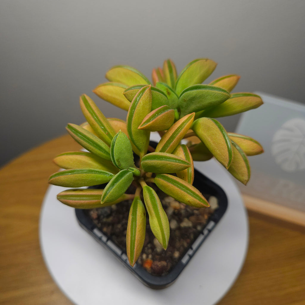 Peperomia Werner Rauh