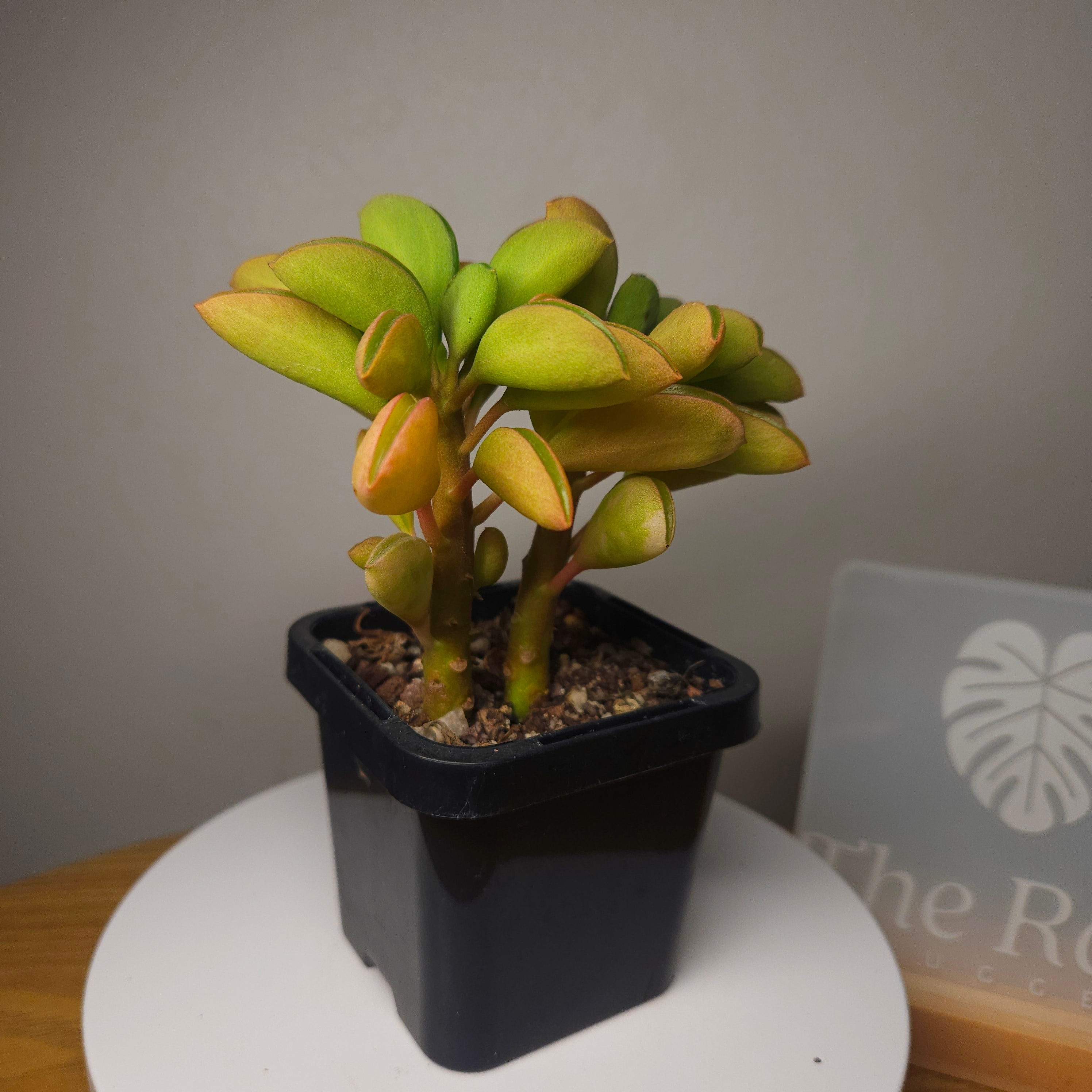 Peperomia Werner Rauh