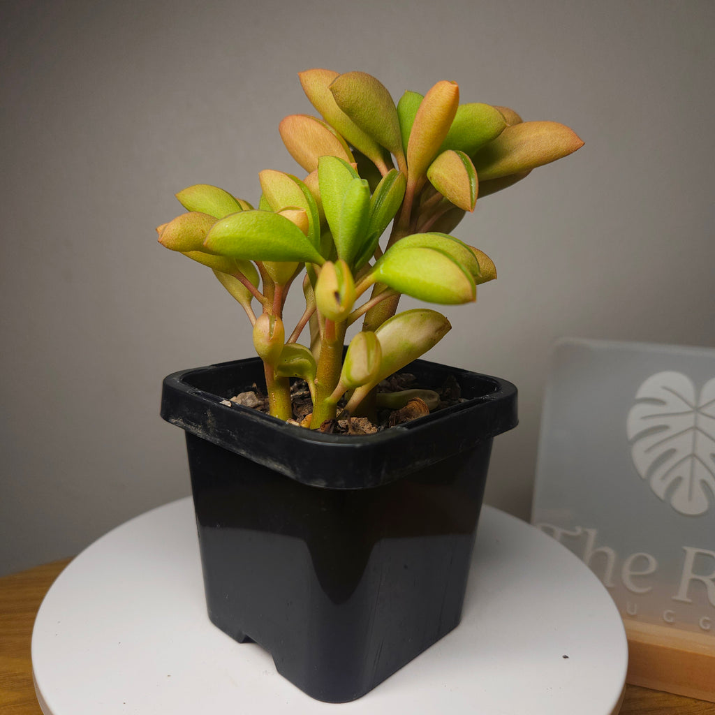 Peperomia Werner Rauh