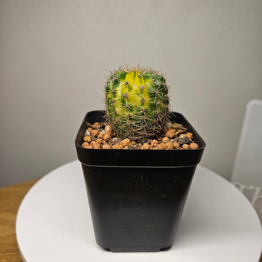Schick Hybrids Variegata