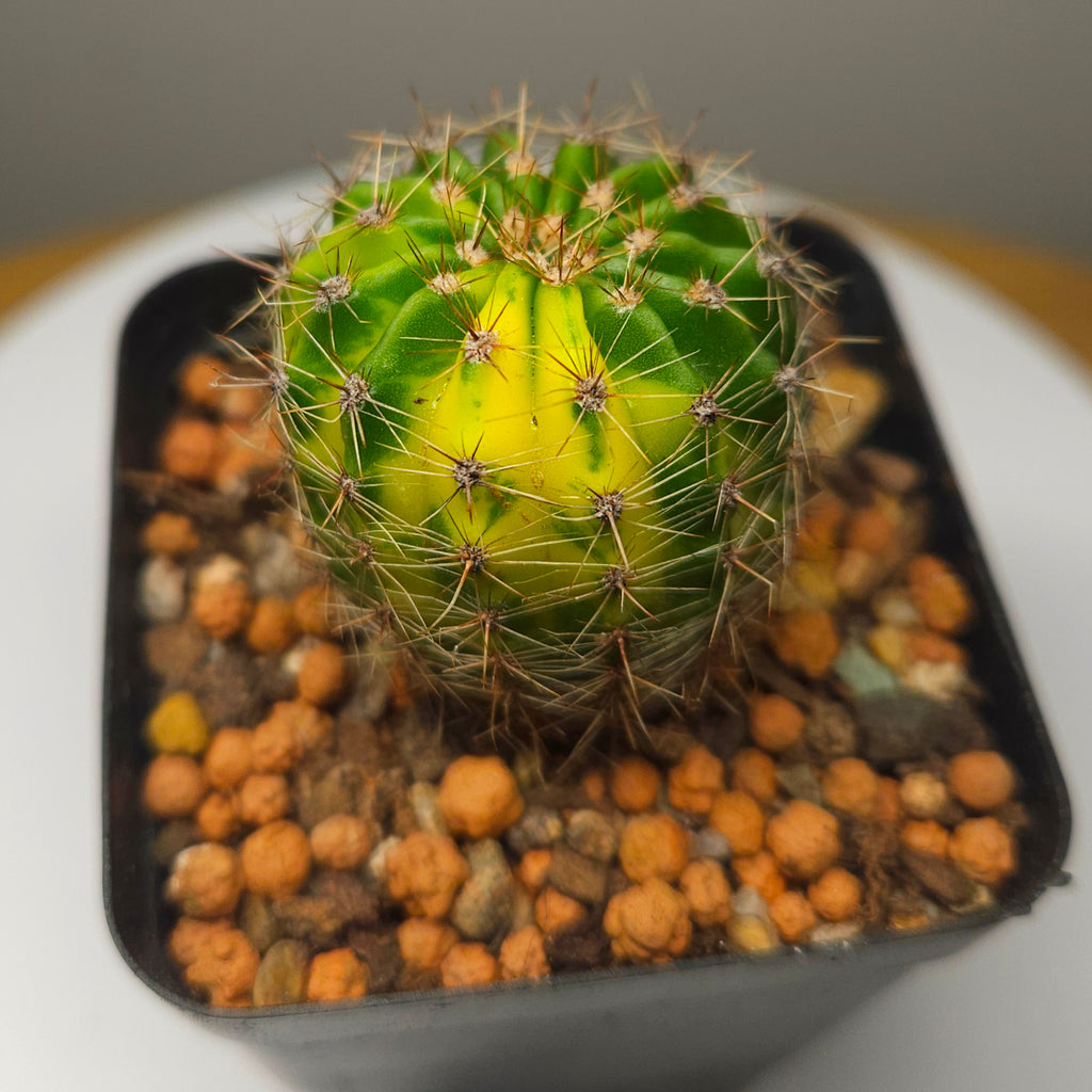 Schick Hybrids Variegata