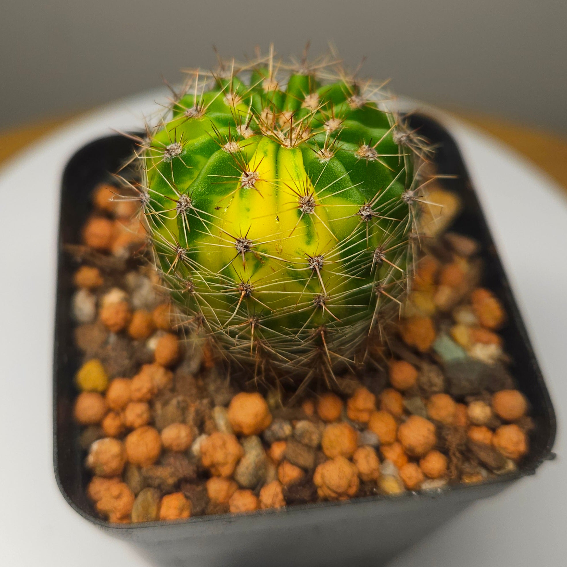 Schick Hybrids Variegata