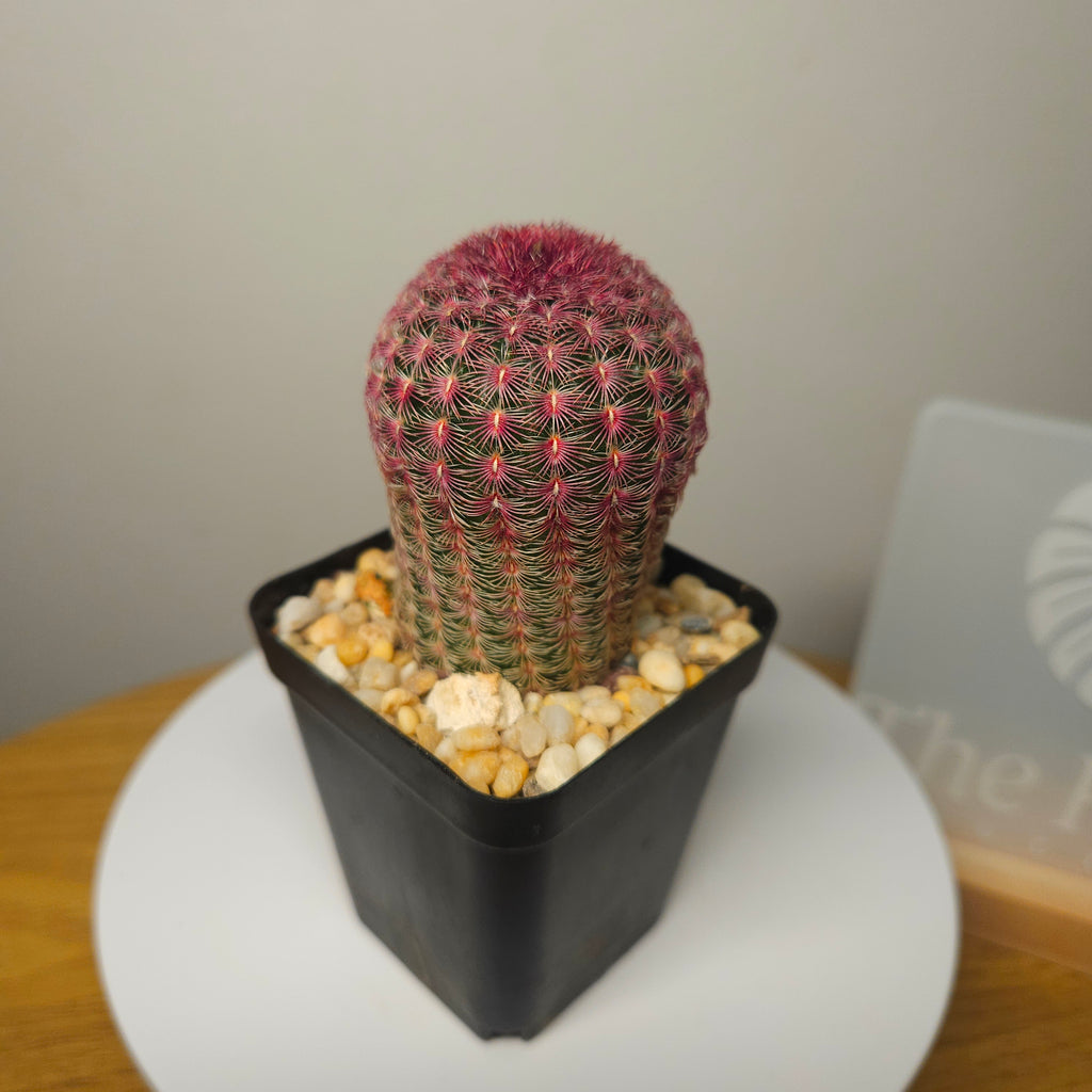 Echinocereus rigidissimus v. rubrispinus albiflora – Rainbow Hedgehog Cactus