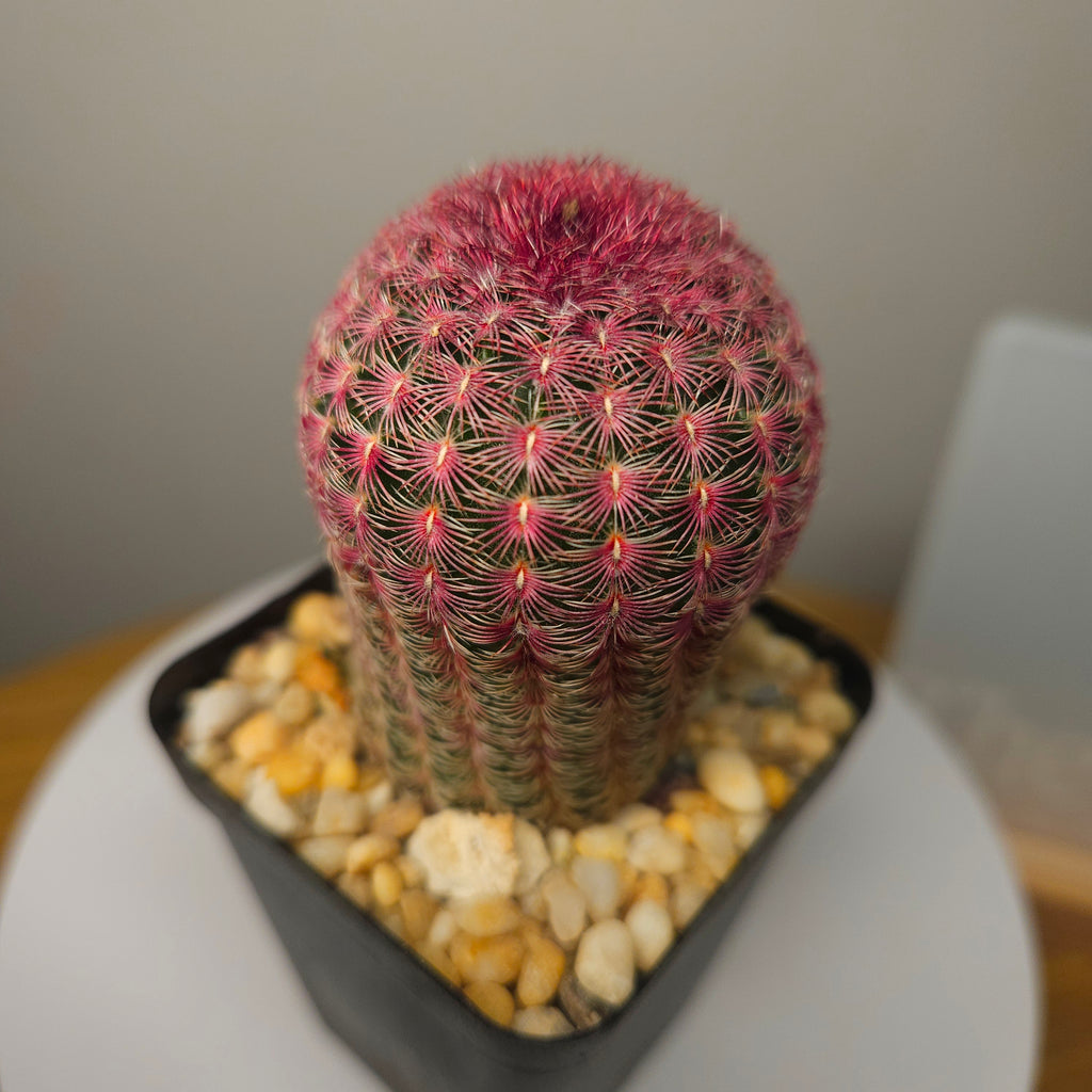Echinocereus rigidissimus v. rubrispinus albiflora – Rainbow Hedgehog Cactus