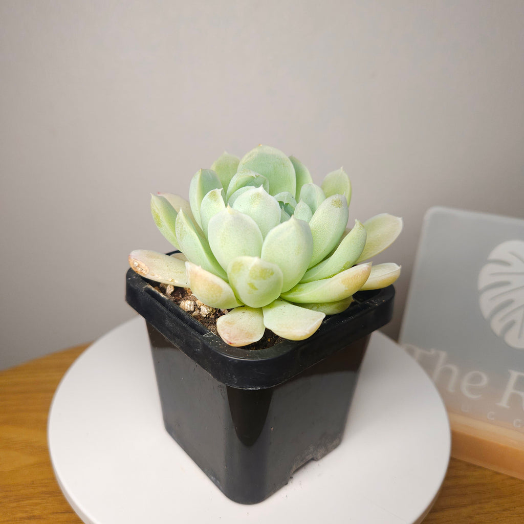 Echeveria ‘Albicans x lindsayana’ – Rare Frosted Succulent Collector Plant