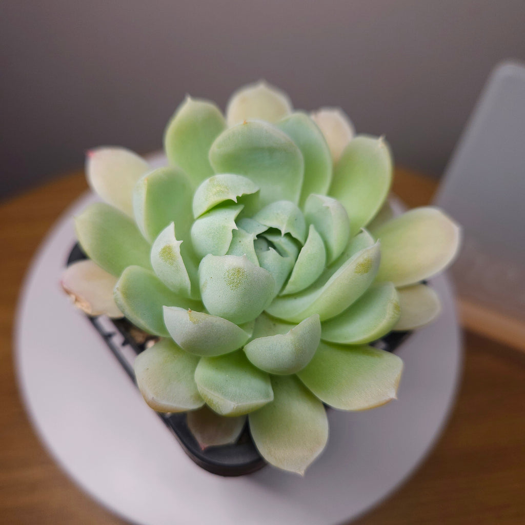 Echeveria ‘Albicans x lindsayana’ – Rare Frosted Succulent Collector Plant