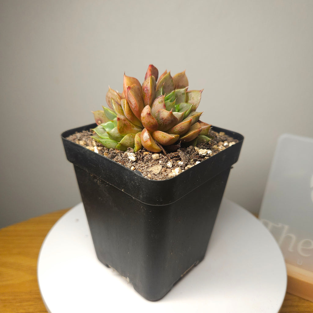 Echeveria Pop Candy – Rare Colourful Succulent - multiple heads