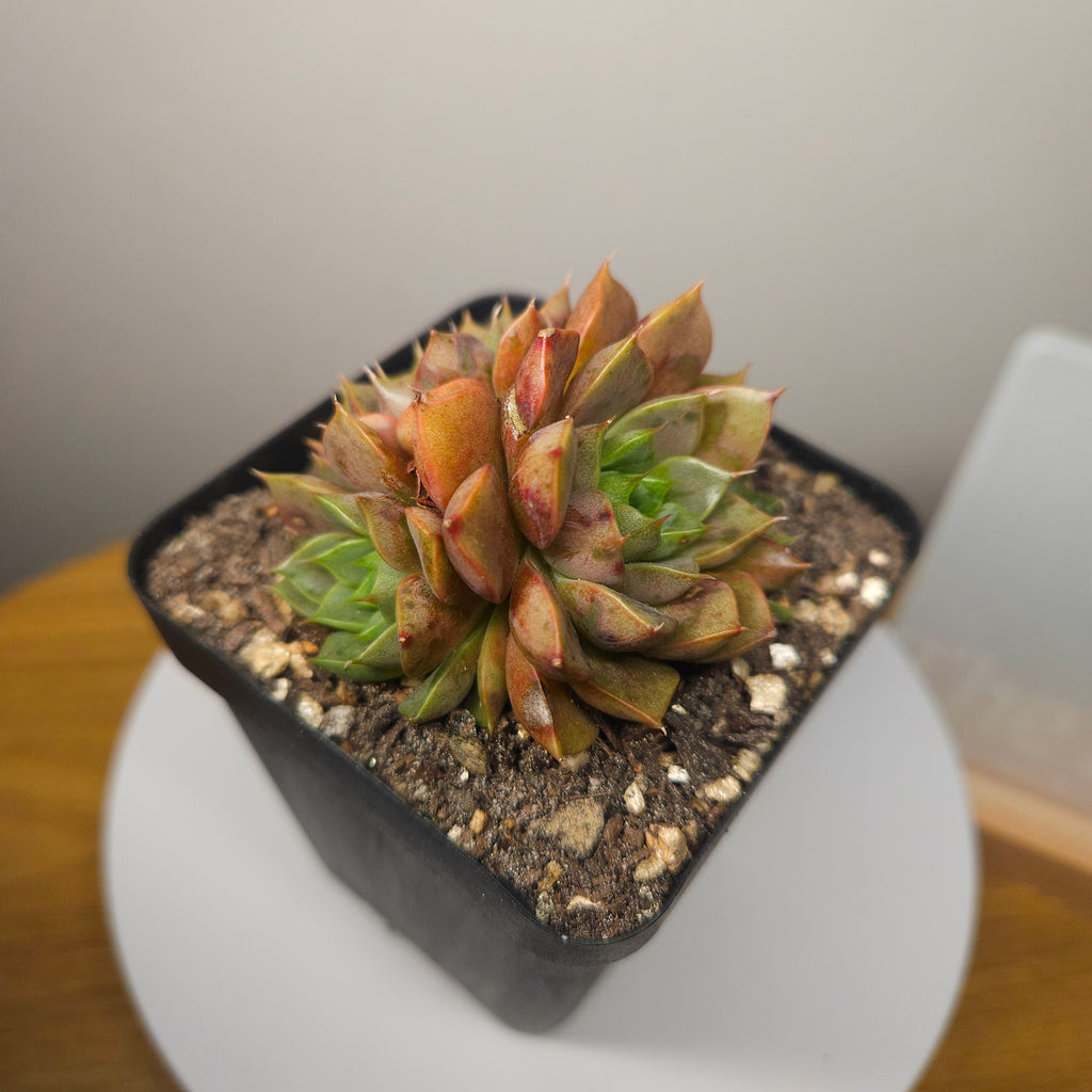 Echeveria Pop Candy – Rare Colourful Succulent - multiple heads