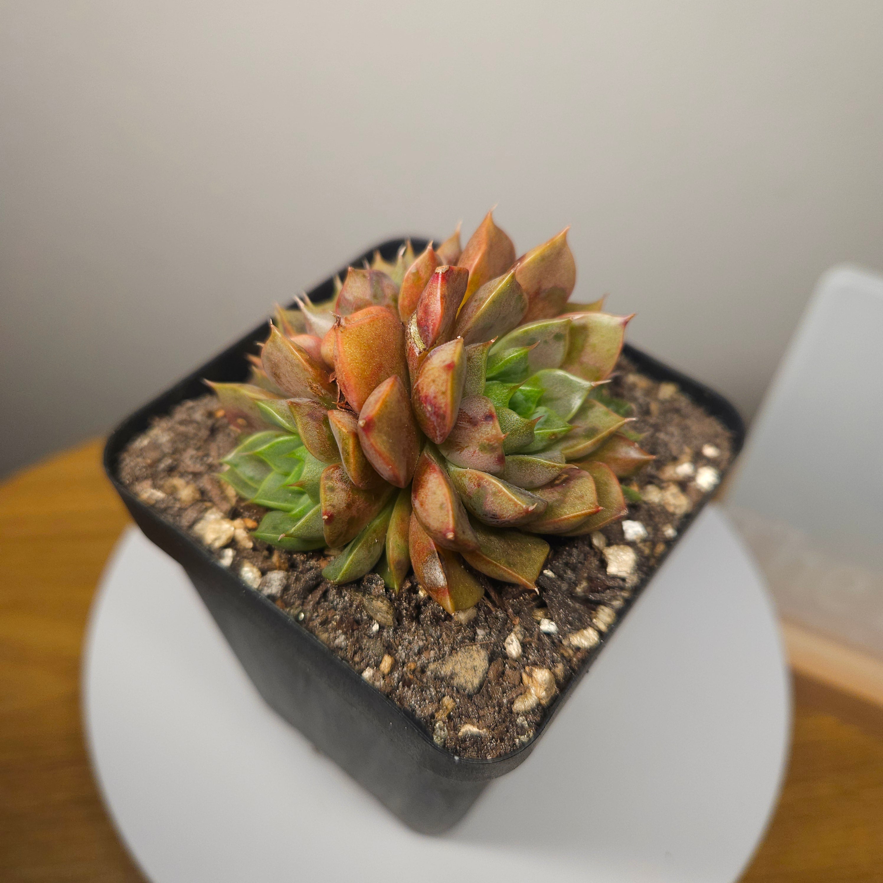 Echeveria Pop Candy – Rare Colourful Succulent - multiple heads