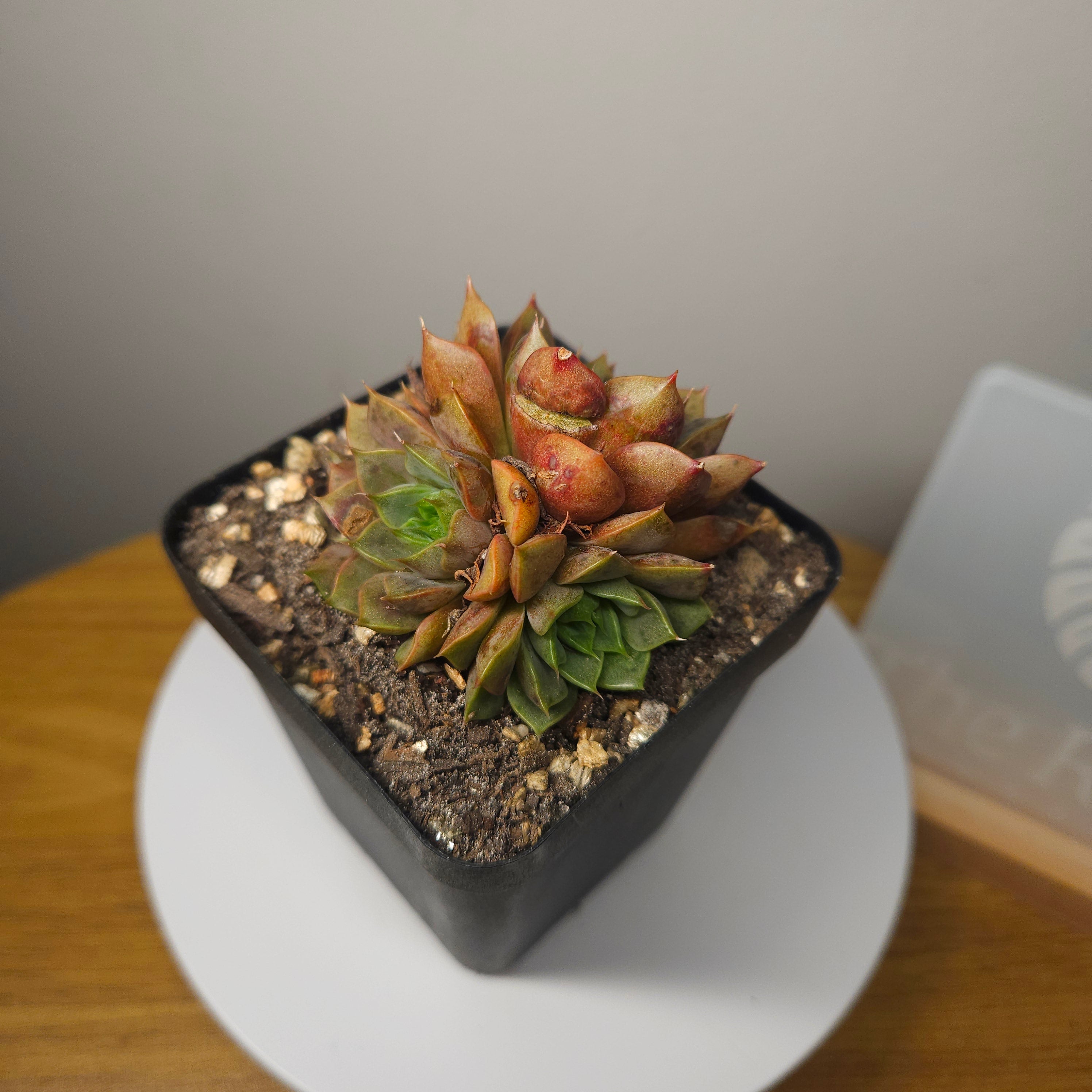 Echeveria Pop Candy – Rare Colourful Succulent - multiple heads