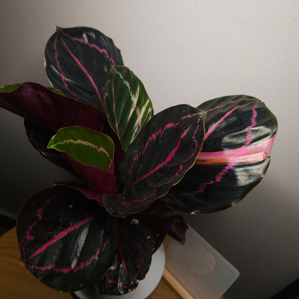 Calathea Dottie Variegated leaf!