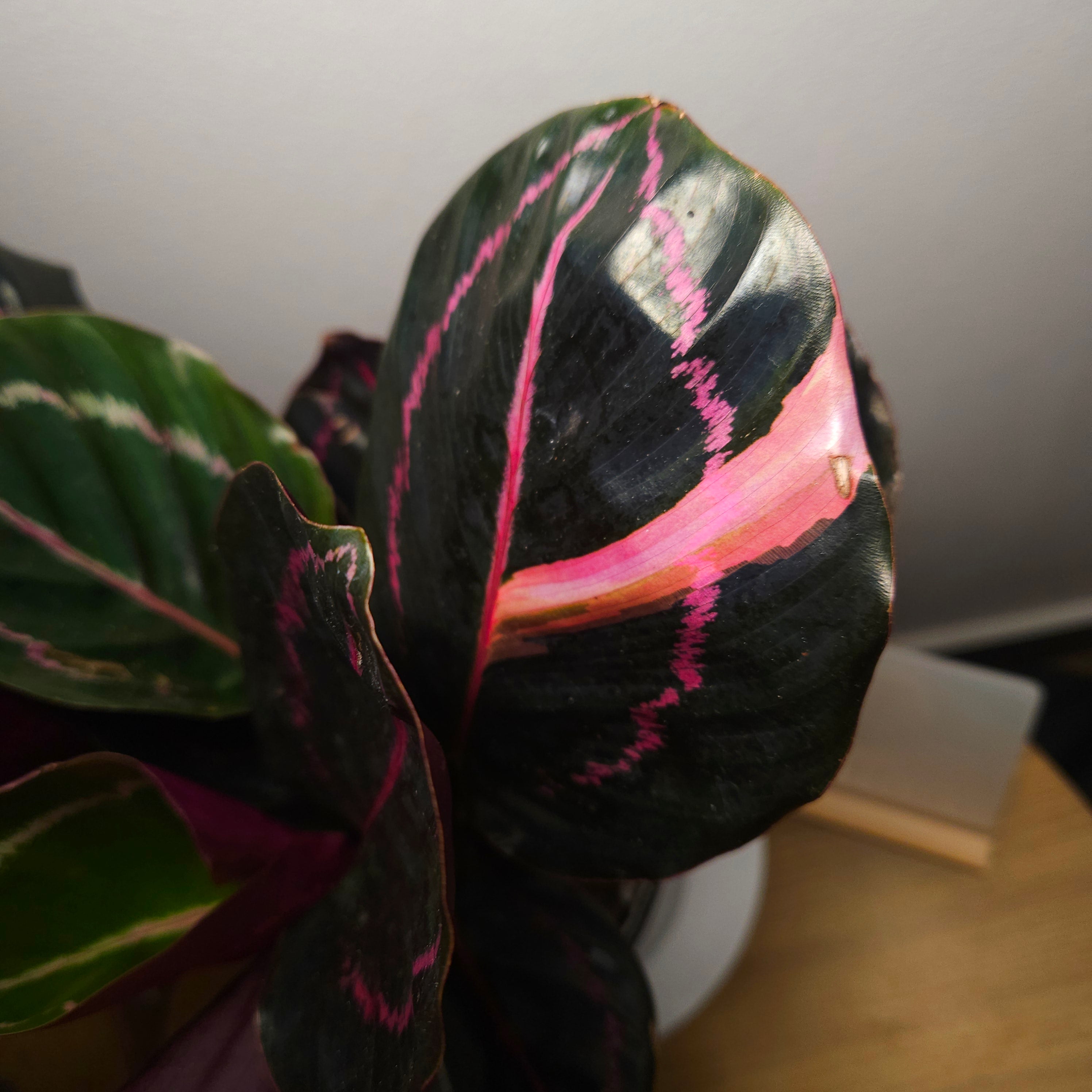 Calathea Dottie Variegated leaf!