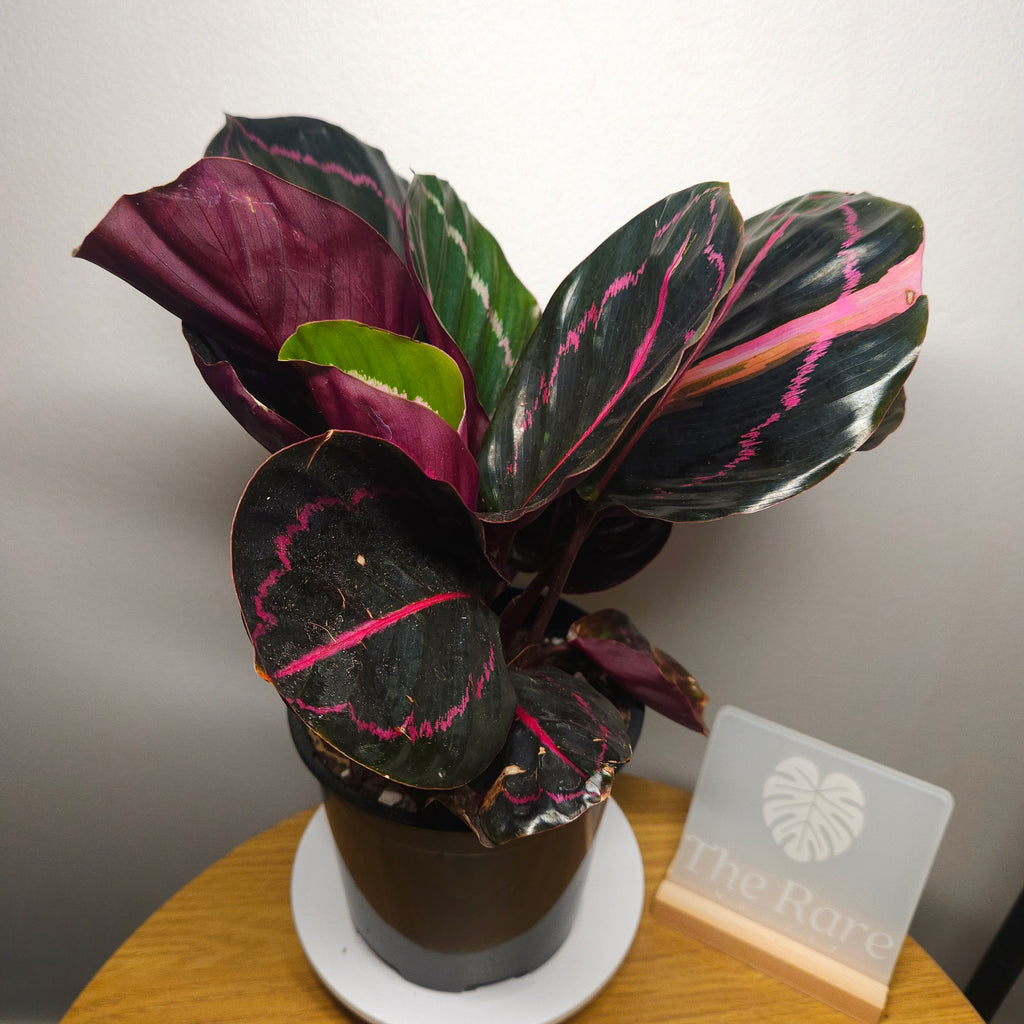 Calathea Dottie Variegated leaf!